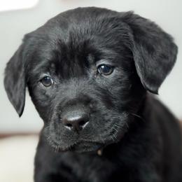 Buzz - Black male Labrador Retriever puppy in Owosso, Michigan from Bennington Retrievers