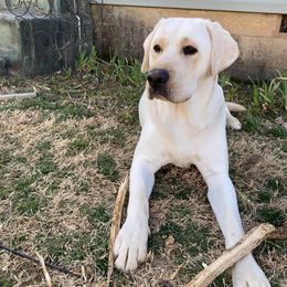 Labrador Retriever All Grown Up from Royal Ridge Labs