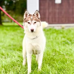 Siberian Husky All Grown Up from Howling Winds Siberians