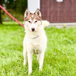 Siberian Husky All Grown Up from Howling Winds Siberians