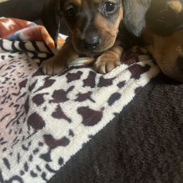 Canelo - Red male Dachshund puppy in Yuba City, California from Mulberry Dachshunds