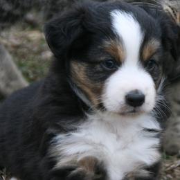 Min26 - Black tri male Miniature Australian Shepherd puppy in Fairview, South Dakota from Dakota Toy Aussies