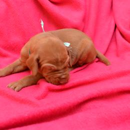 Vizsla Puppies from Summit Vizsla (we can deliver to you)