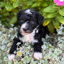 Phillip - Black and white male Sheepadoodle puppy in Wharton, Texas from Little Fur Friends