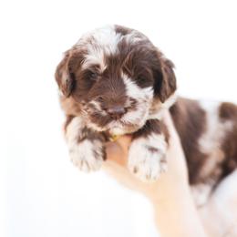 Zion - male Newfypoo puppy in Marshallville, Ohio from Windy Hill Dogs