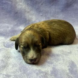 Motorheads Annie - Cream female Dachshund puppy in Yucaipa, California from Motorhead Dachshunds