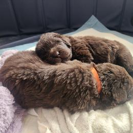 Newfoundland Puppies from Blitz E & E Newfoundlands