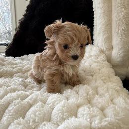 Flower ( reserved for Linda ) - Apricot female Maltipoo puppy in Fredericktown, Missouri from Doodle Pups Fur-Ever