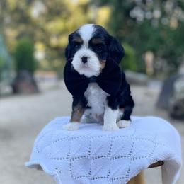 Benny - Tri-color male Cavalier King Charles Spaniel puppy in Shingle Springs, California from California Spaniels