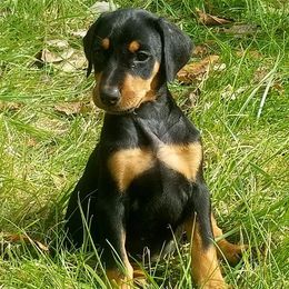 Doberman Pinschers from Kettle Cove Dobermans