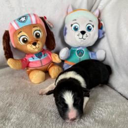 Ella - Black and white female Border Collie puppy in Dorr, Michigan from Pineview Farm