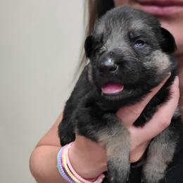Maroon - Black and red female German Shepherd puppy in Coatesville, Pennsylvania from Jessica's German Shepherds