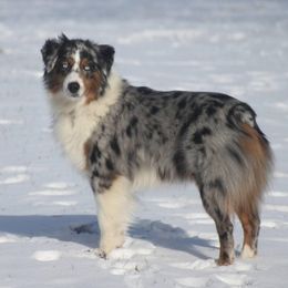 Miata - Miniature American Shepherd