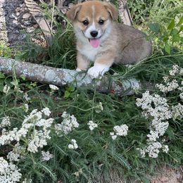 Pembroke Welsh Corgi Puppies from Music City Pembroke Corgis