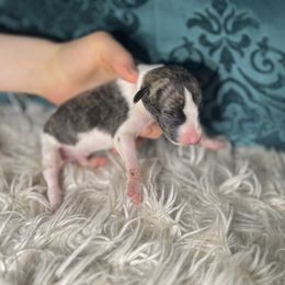 Dandridge - Fawn brindle male Whippet puppy in Clinton, Tennessee from Ivanhoe Borzoi