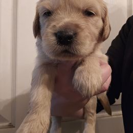 Boy 3 - Light golden male Golden Retriever puppy in Middleburg, Florida from Rise and Shine Goldens