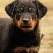 Beauceron Puppies from Royale Beaucerons