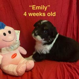 Emily - Black tri-color female Australian Shepherd puppy in Hammond, Louisiana from Gold Ring Australian Shepherds
