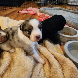 Miniature Australian Shepherd Puppies from Carter's Cuties