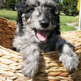 Orange Boy - Blue merle Aussiedoodle puppy in Maryland from Alexander Oodles of Doodles
