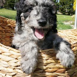 Orange Boy - Blue merle Aussiedoodle puppy in Maryland from Alexander Oodles of Doodles