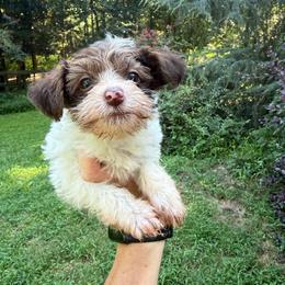 Trouble - Parti female Yorkipoo puppy in Henderson, North Carolina from Dorans Danes and Doodles