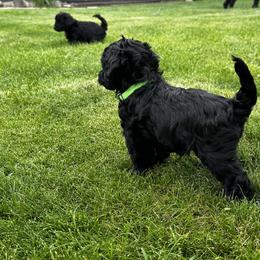 Australian Labradoodle Puppies from Tiny Treasures Australian Labradoodles