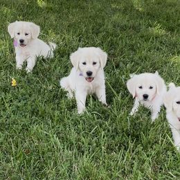 Golden Retriever Puppies from TriStar Goldens
