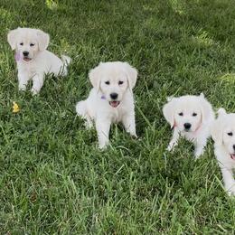 Golden Retriever Puppies from TriStar Goldens