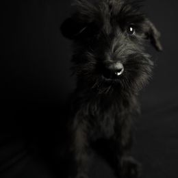 Aurora, Black female, pink collar - Black female Giant Schnauzer puppy in St George, Utah from Schnauzer Ranch