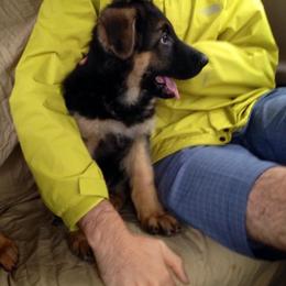 German Shepherd Puppies from von Nadar German Shepherds