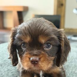 Winston - Chocolate male Cavalier King Charles Spaniel puppy in Laurel, Mississippi from Malu Lani Cavaliers