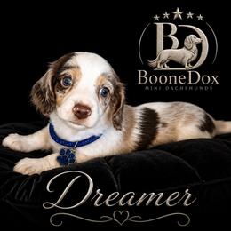 Dreamer - Dapple male Dachshund puppy in Lexington, Oklahoma from BooneDox Miniature Dachshunds