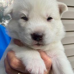 Lelou - White female Siberian Husky puppy in Walker, Louisiana from TRUHUSKY SIBERIANS