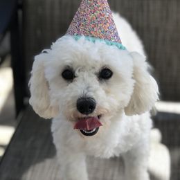 Poodles from Elsa’s Mini Poodles