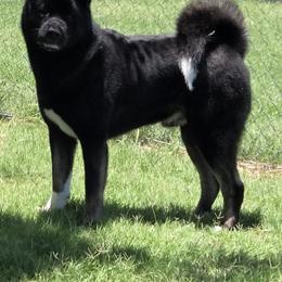 Keanu - Akita