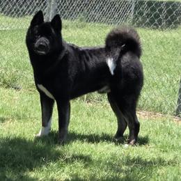 Keanu - Akita