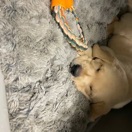 Labrador Retriever Puppies from Jewell Labradors