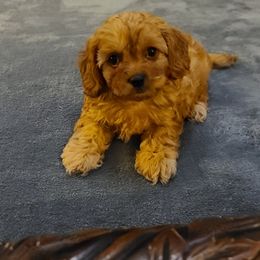 Assorted Doodle Crosses, Cavapoo, Cockapoo, and Poodle Puppies from Doodles by Tatum