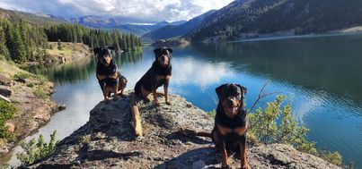 3 adult rottweilers sit on rocks posing for the camera with a beautiful Colorado mountain backdrop