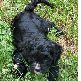 Cavapoos from East Coast Oodle Pups