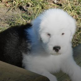 Old English Sheepdog Puppies from Roland Hills Farm