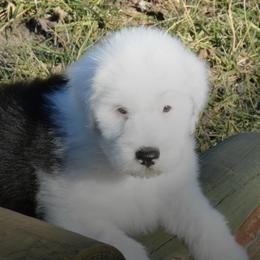 Old English Sheepdog Puppies from Roland Hills Farm