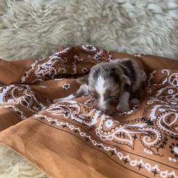 Bunny- Light Pink Collar - Red merle female Australian Shepherd puppy in Newport, Rhode Island from Wildlings Australian Shepherds