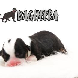 Bagheera - Black and tan male American Corgi puppy in Star City, Arkansas from T4 Farms