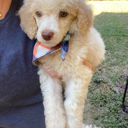 English Springer Spaniel and Poodle Puppies from Haskeez