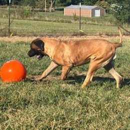 Pickles - Mastiff