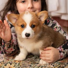 Knight of the Nap table (3-way clear, possible fluffy carrier) - White and red male Pembroke Welsh Corgi puppy in Keene, Texas from Texas Fluff Butts and Friends