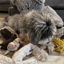 Bernedoodles from Oodles of Bernedoodles