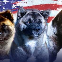 Akita from Aces-Up Akitas
